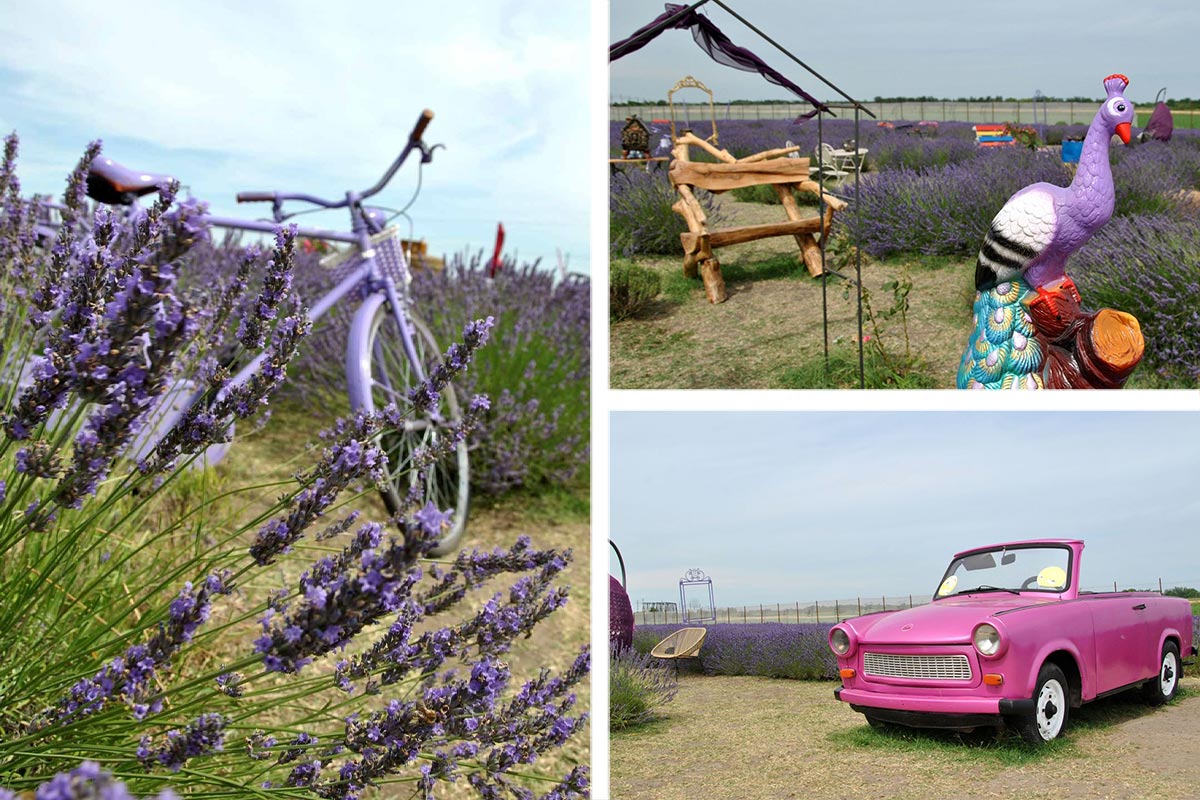 Lavender Fields - Now